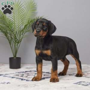 Skye, Doberman Pinscher Puppy